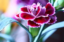 Carnation